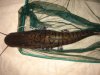 Fish pics 055.jpg