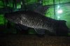 WOLFISH 076.JPG