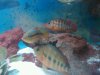IMG00065-20100125-2227.jpg
