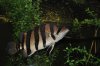 _DSC0594.JPG