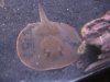 stingray 106.jpg