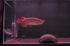 fish pics 011.jpg