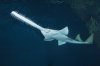 Green Sawfish 003.jpg