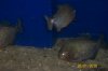 100_2379.jpg