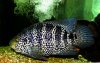Jaguar cichlid.jpg