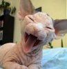uglyt cat.jpg