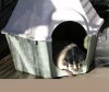 pet badger.jpg