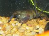 Hoa Creek crayfish1 038.jpg