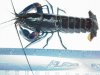 Crayfish-CPOs No 2 086.jpg