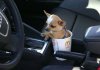 smallest-dog.jpg