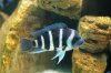 Cyphotilapia gibberosa (Kapampa).JPG