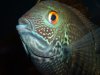 Burtess Turquoise Severum.JPG