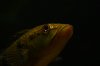 IMG_2431.JPG.jpeg