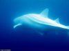 2409_500_albino_whale_shark.jpg