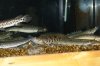 DSC01786.JPG