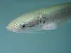 arapaima01.jpg