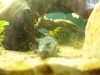tt eel1.jpg