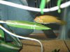 Cichlidbreeding 001.jpg