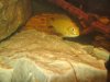 Cichlidbreeding 002.jpg
