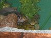 clean tanks 037.JPG