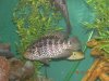 clean tanks 038.JPG