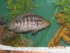 clean tanks 039.JPG