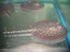 stingray.jpg