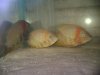 red headed severums.jpg