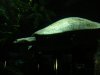 zoo pictures 270.JPG