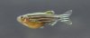 zebra danios.jpg