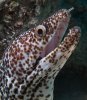 Spotted-Moray-13Nov07-0182.jpg