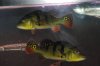 fish pic 258.jpg