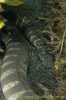 Snake_01_Banded_Elephant_T_copy.jpg