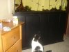 cat 014.JPG