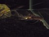 tigrinus catfish 004.JPG tigrinus catfish 004.JPG
