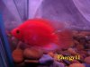 female king Kong parrots 6.jpg