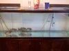 tank shot.jpg