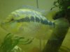 Breeding Male 2.JPG Breeding Male 2.JPG