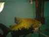 Fish pics 032.jpg