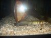 Fish pics 066.jpg