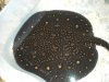 LeoX2 12inch 1-3-10.JPG