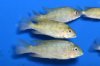 tilapia bythobates.jpg