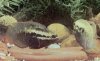 aequidens_dorsigerus.jpg