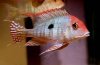 Geophagus sp. Tapajos orange Head.jpg