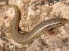 030_chalcides_ocellatus.jpg