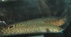 09.25.05.fish.02.JPG