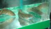 09.25.05.fish.05.JPG