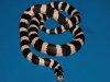 snake.jpg