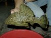 Peruvian Green Panaque Royal big.JPG