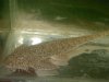 Loricaria Paracas2.JPG